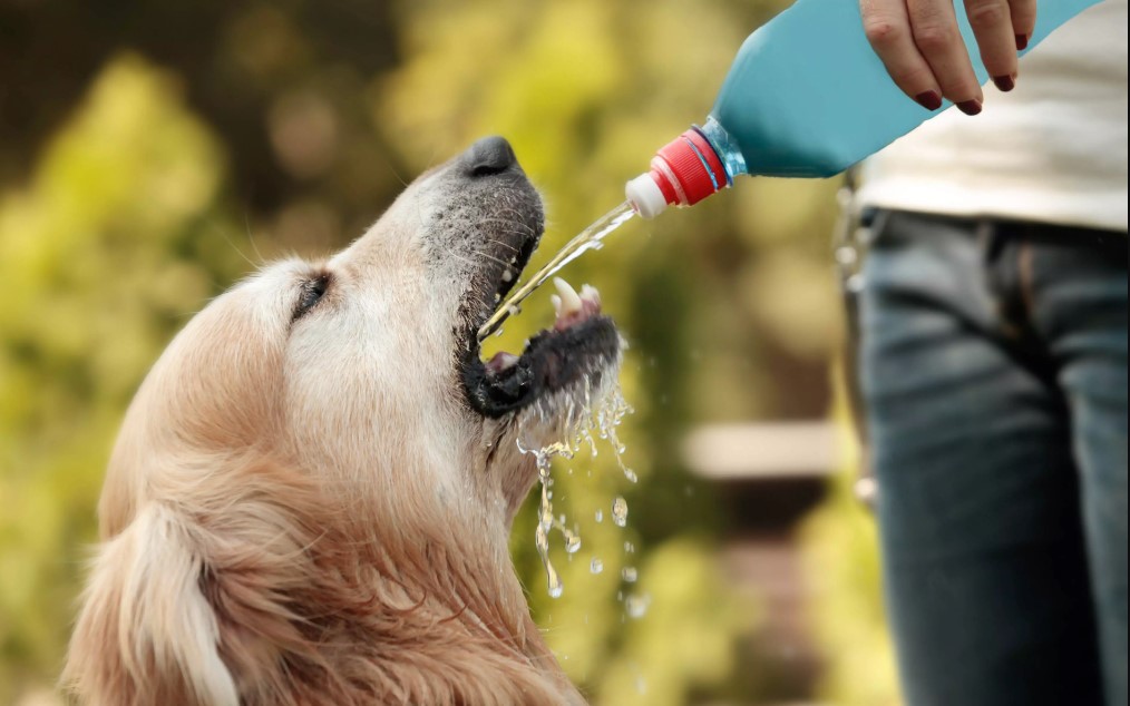 how much water should a dog drink?