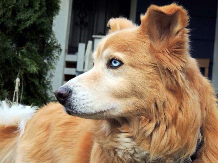 golden retriever husky mix