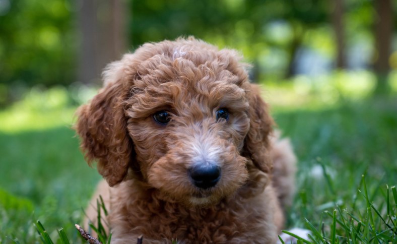 Picture of a Golden Doodle