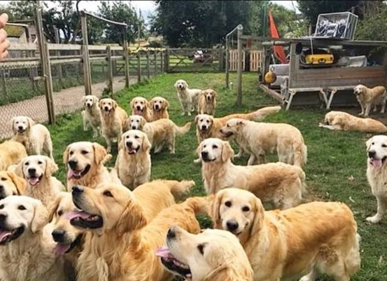 you can pay to play with this group of golden retrievers
