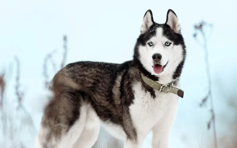 A picture of a Husky