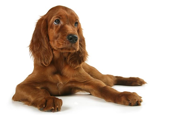 irish setter is great dog for kids