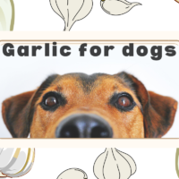 Is Garlic bad for dogs?