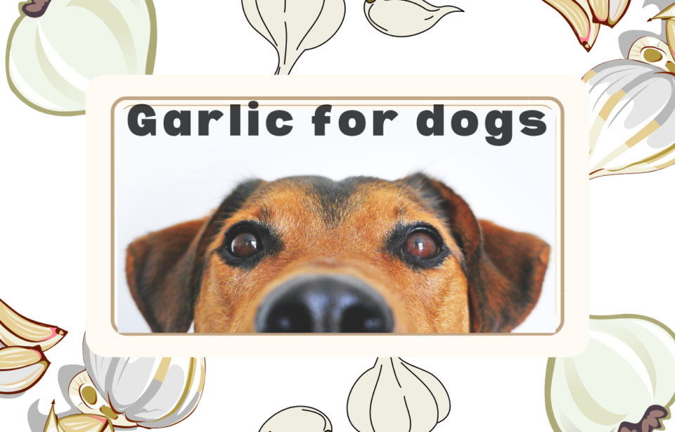 Is Garlic Bad For Dogs? Here's the real truth