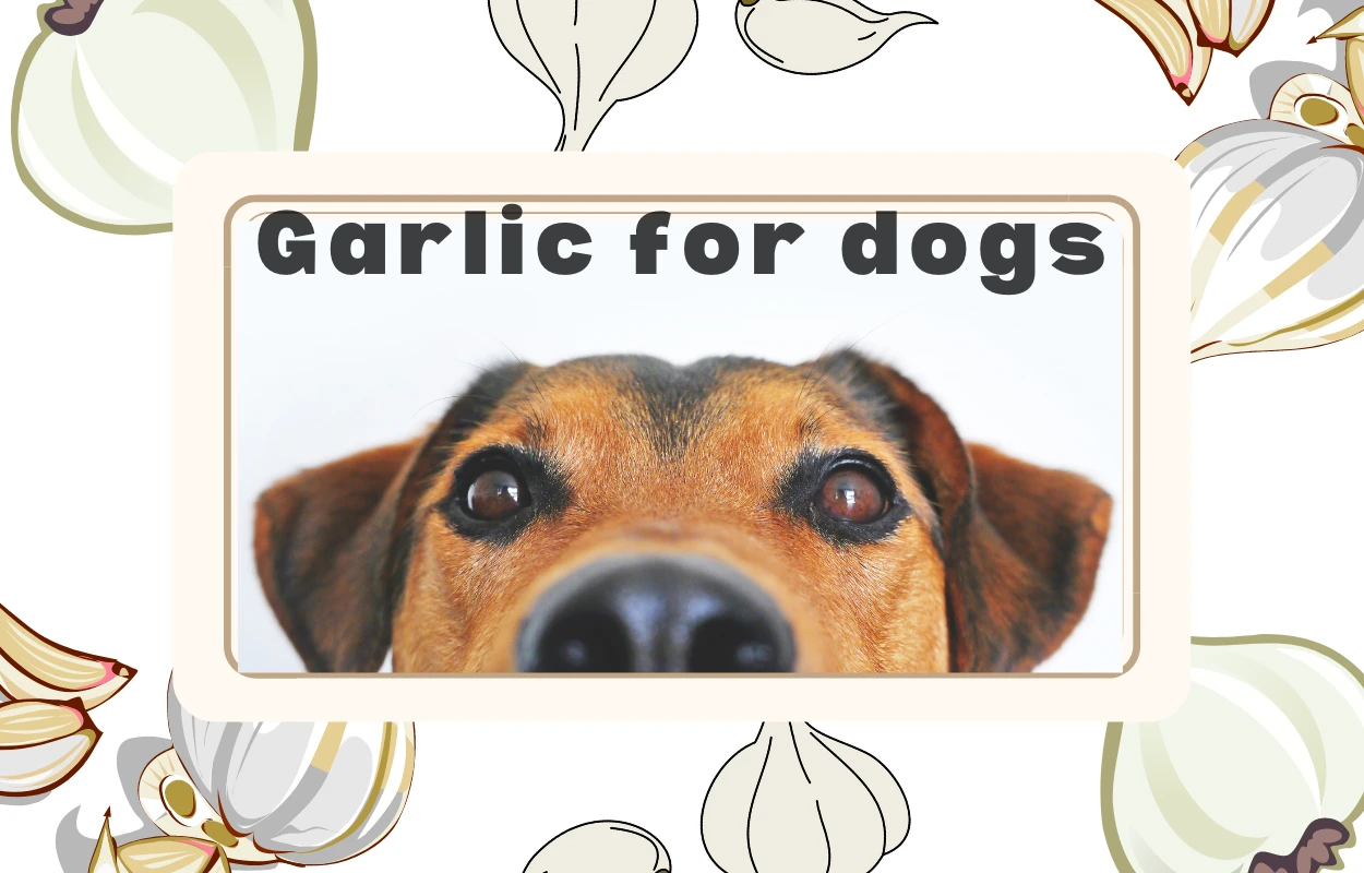 Is Garlic Bad For Dogs? Here’s the real truth