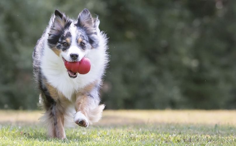 Kong Dog Toys: Perfect Toys For Your Furry Friend