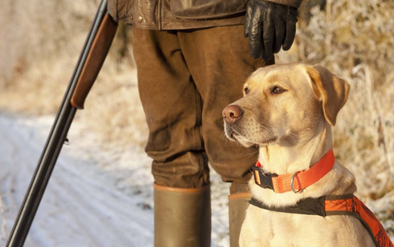 Labrador retriever hunting, they make a great bird dog