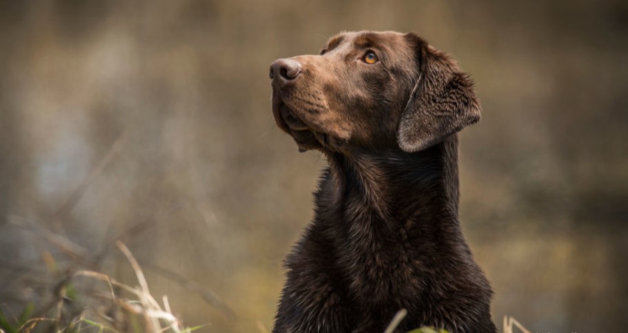 Bird dog breeds – The best hunters!