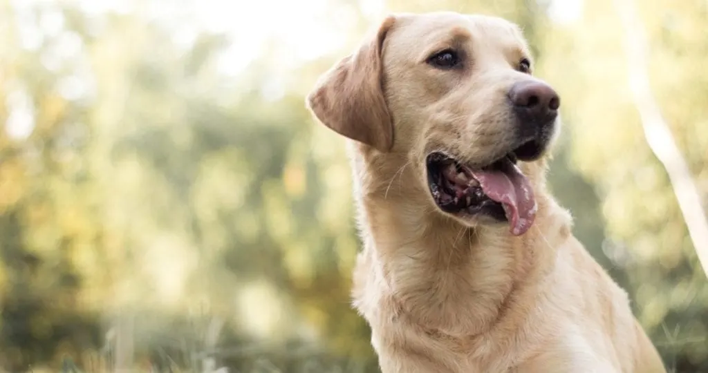 labrador retriever best family dog