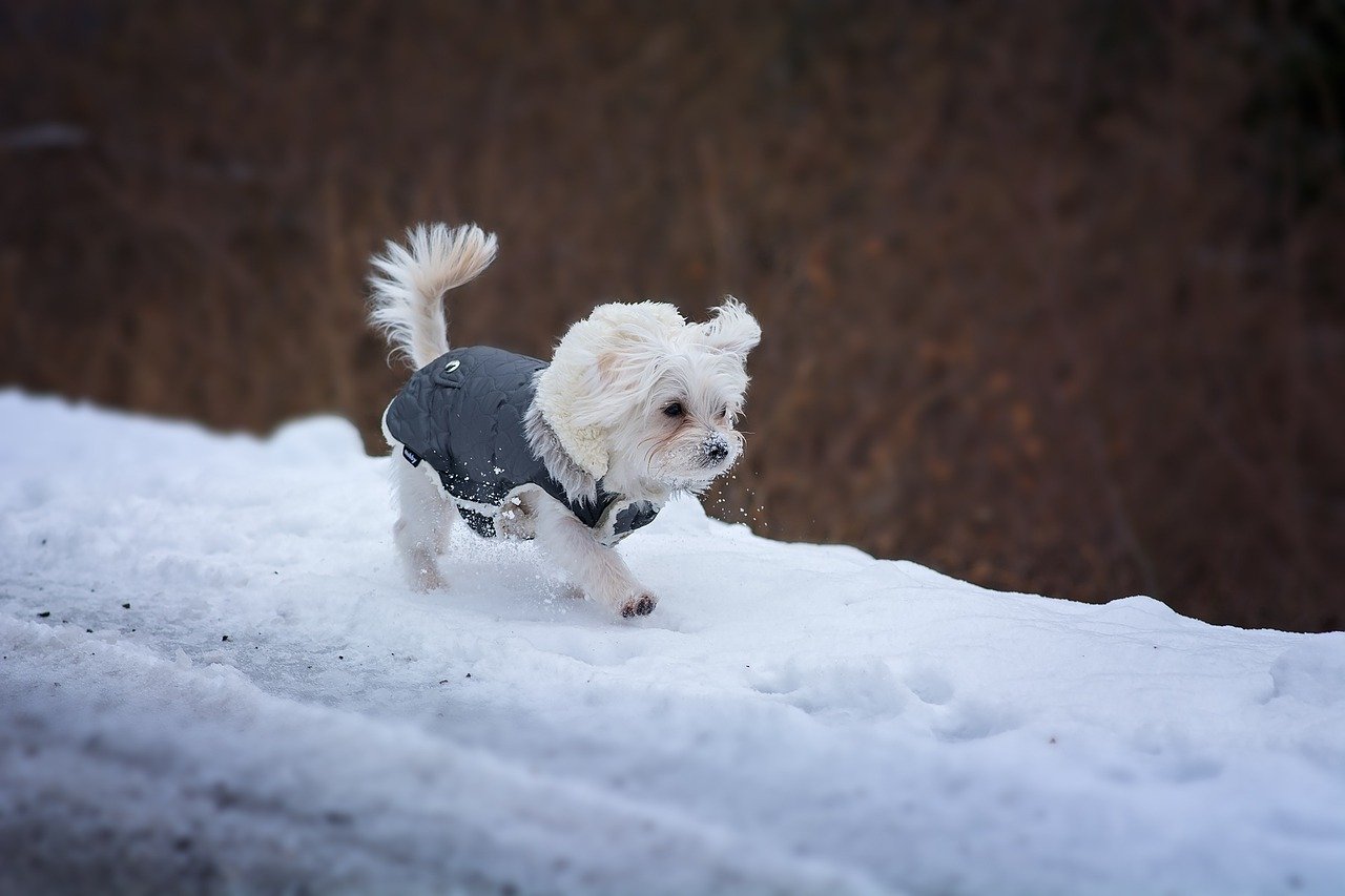 Dog Clothes: How To Choose And Buy The Right One?