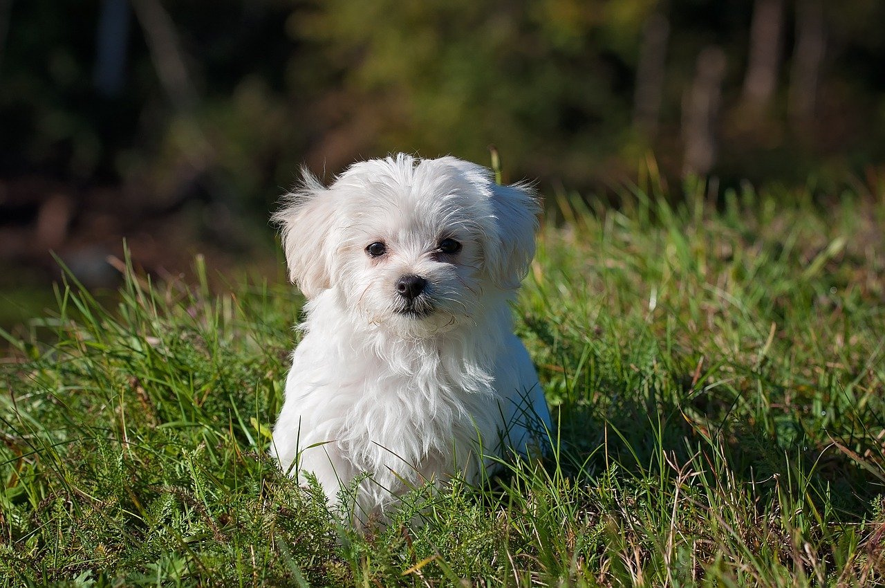 Maltese: A Fearless And Gentle Dog