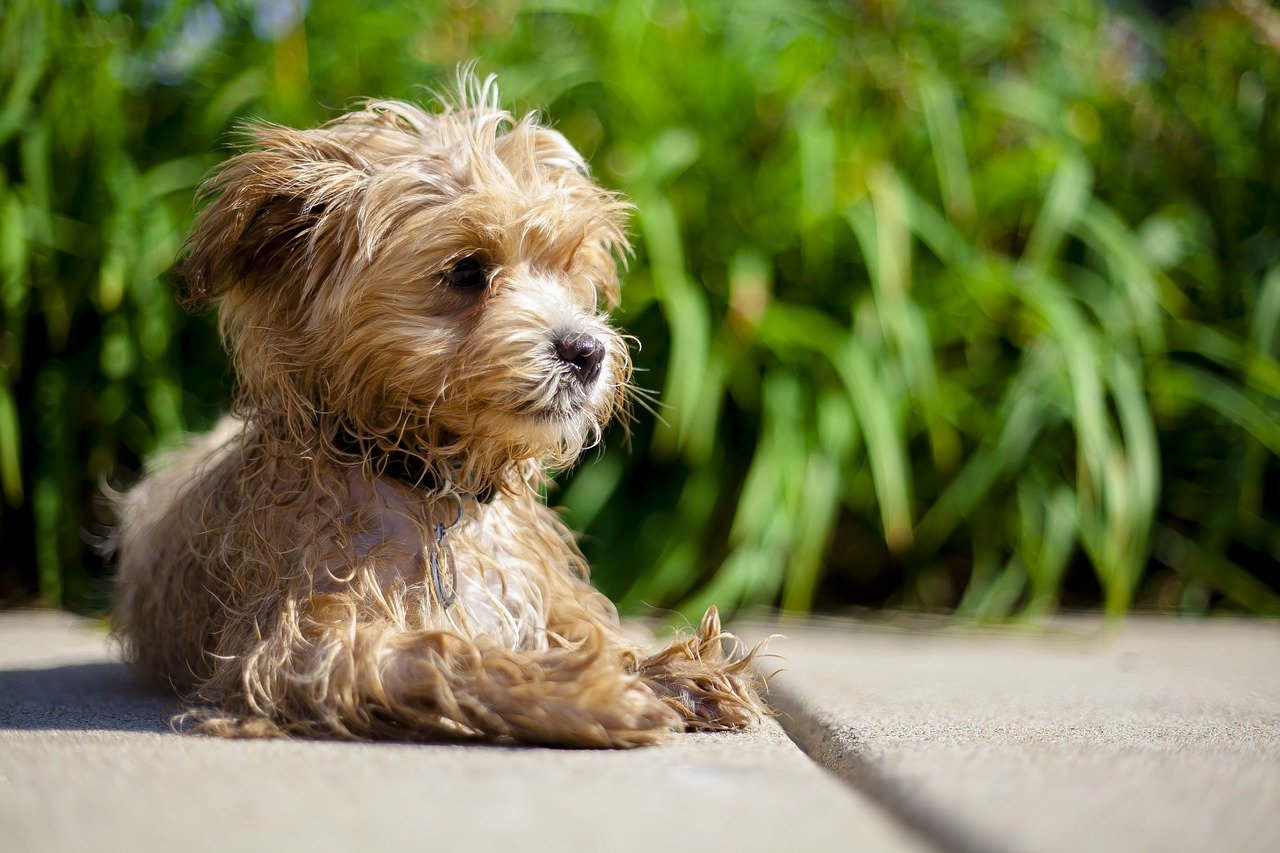 Maltipoo: A Charming And Affectionate Crossbreed