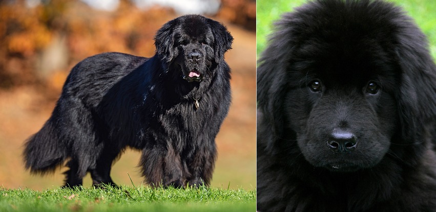 Newfoundland dog: The strong, but sweet canine