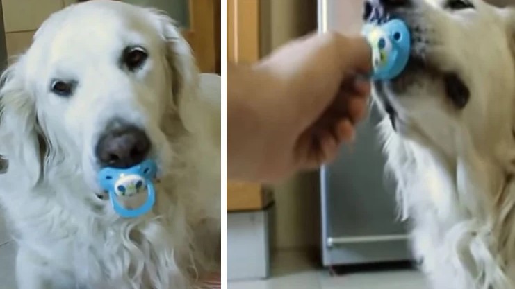 golden retriever loves to play with his pacifier