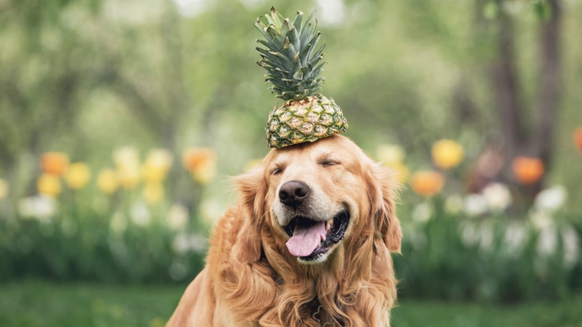Dog with pineapple in order to answer Is pineapple good for dogs