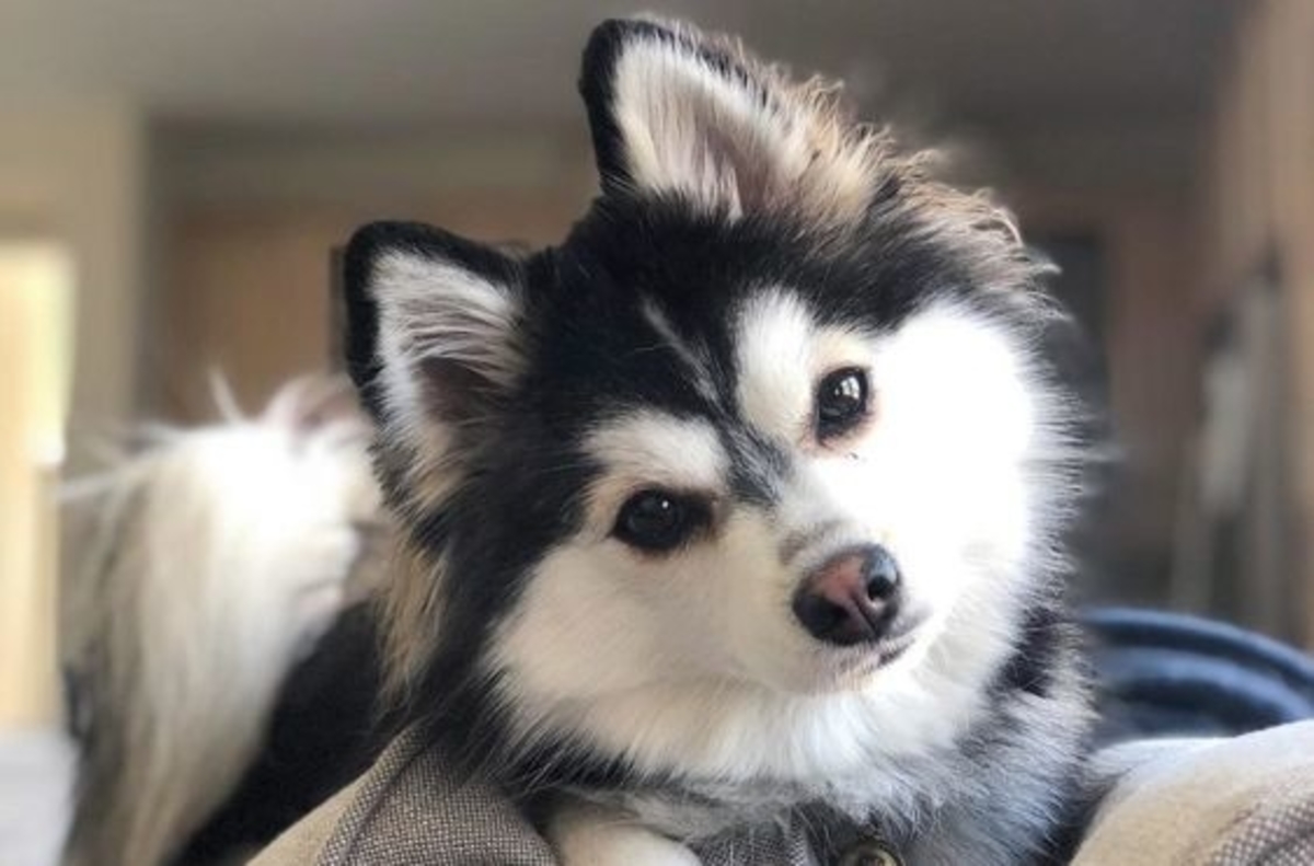 Full grown Pomsky: Taking care of an adult dog