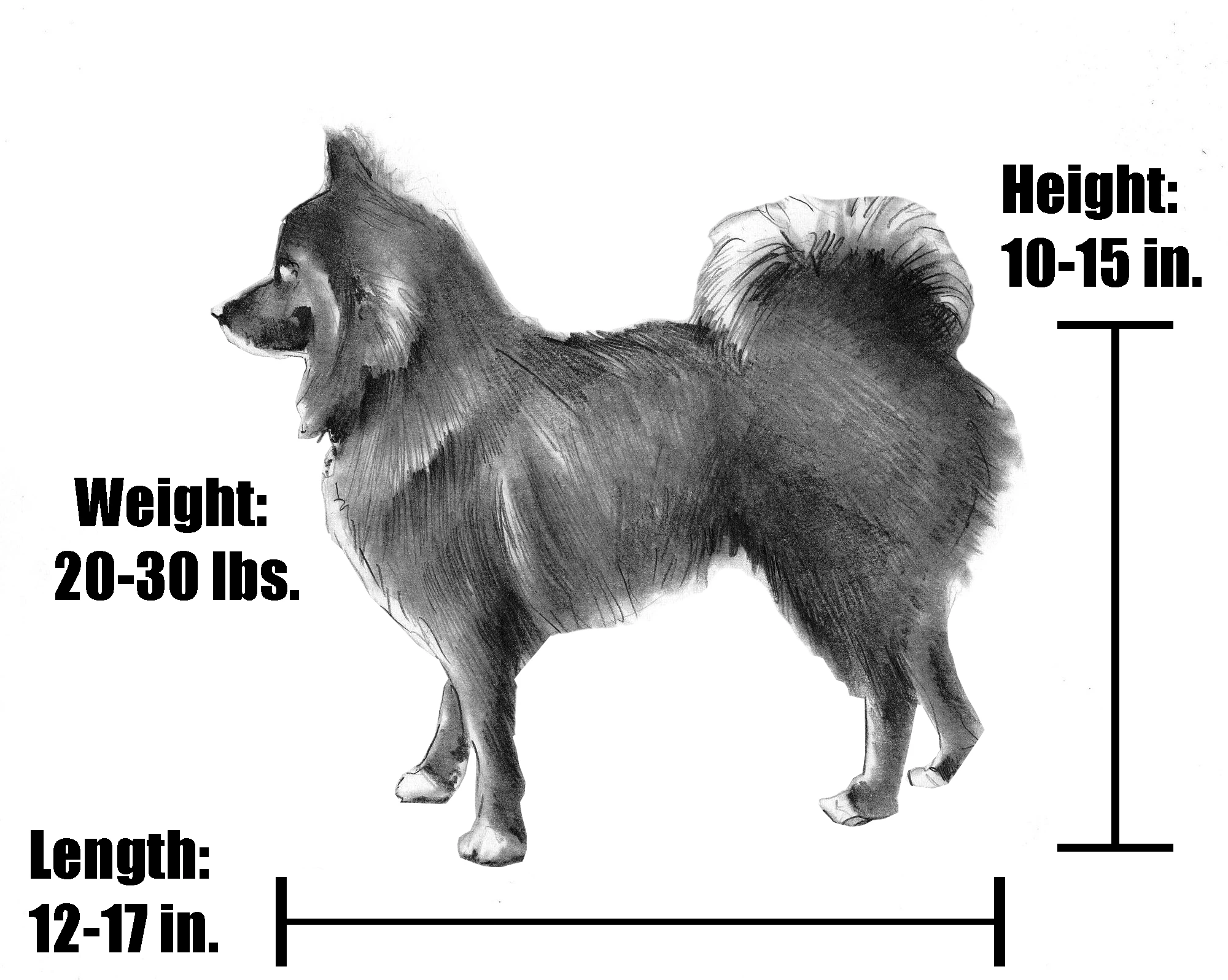 measurements of pomsky adult dog