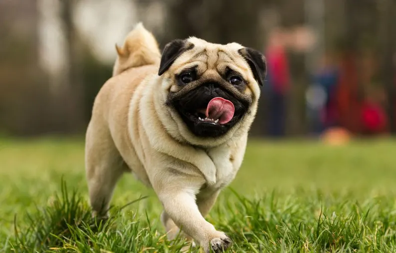 chinese dog breeds the pug