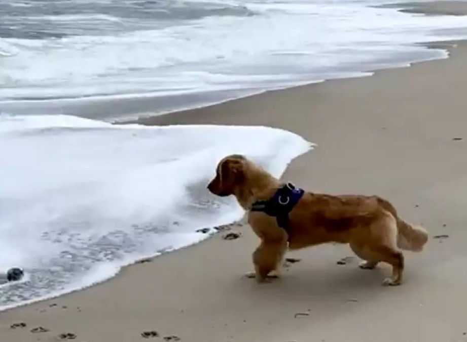 golden retriever scared of waves