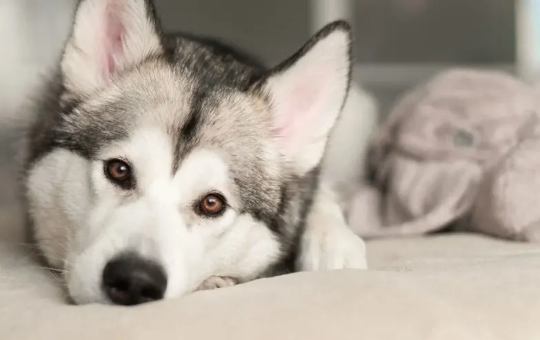 Siberian Husky