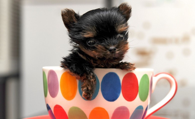 Teacup dogs – Big health issues of small canines