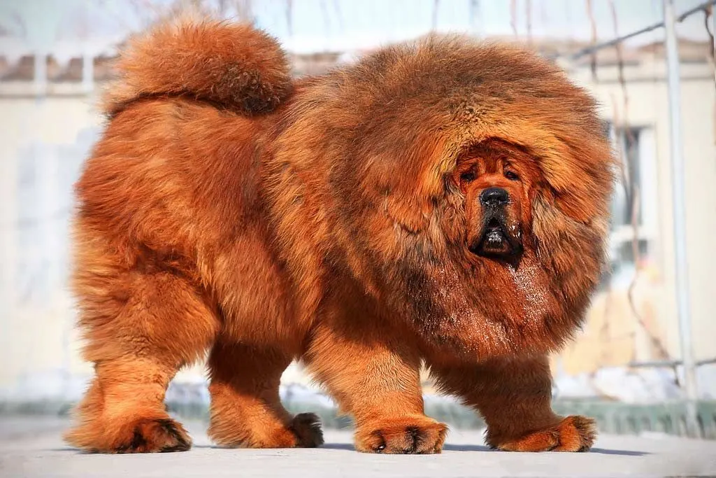 how big can a tibetan mastiff get