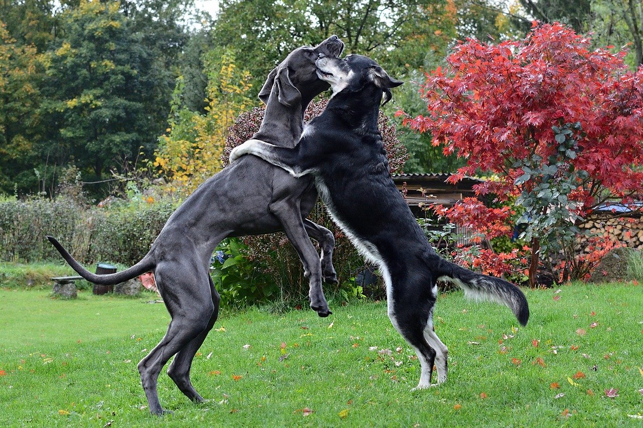 Big Dogs: Pros, Cons & The 5 Best Big Dog Breeds
