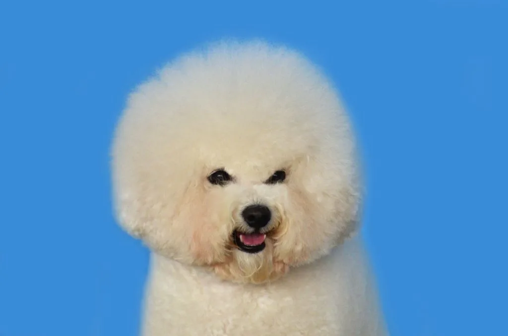 Bichon frise