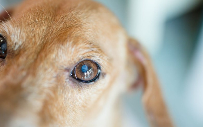 A picture of a dog's eye in order to answer why are my dogs eyes watery?