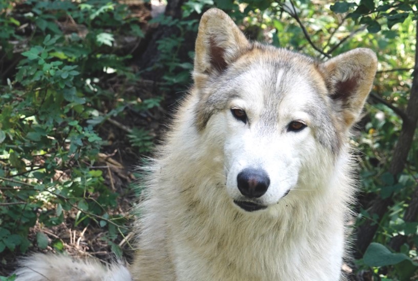 An image of an wolf dog