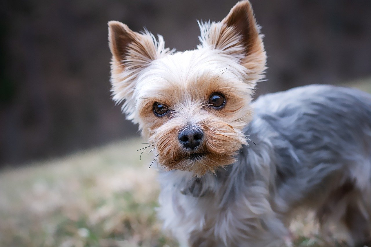 Yorkie (Yorkshire Terrier): Feisty & Affectionate Toy Breed