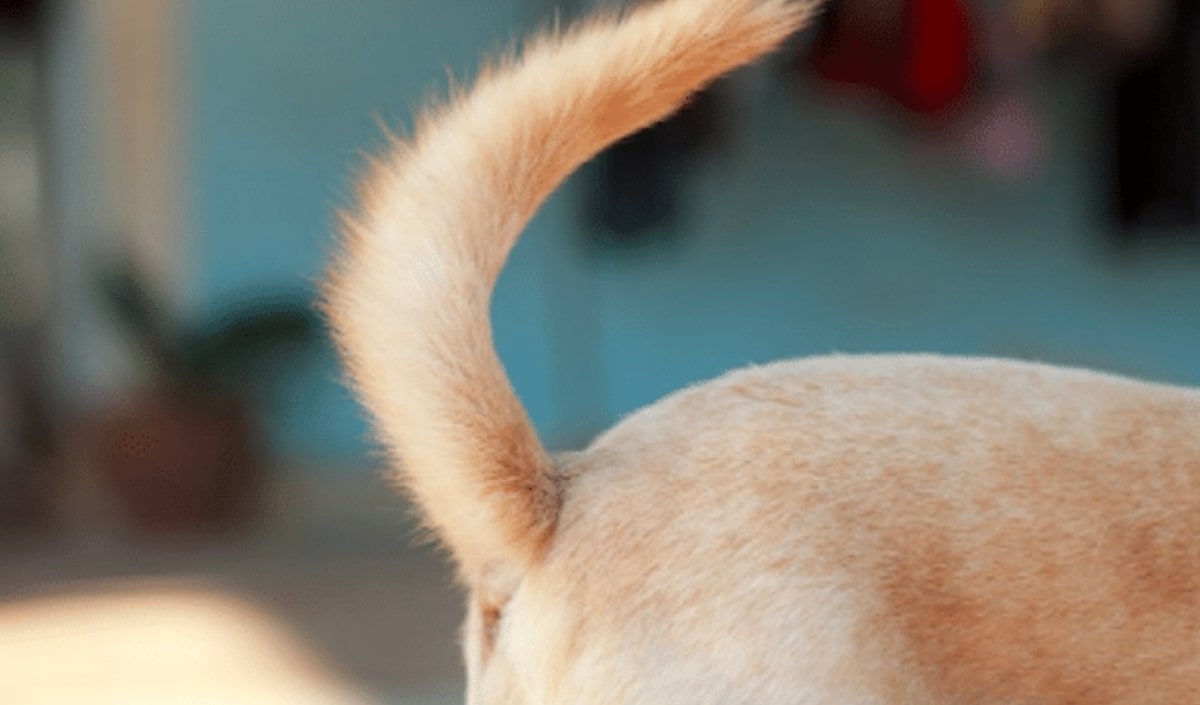 Stud Tail In Dogs