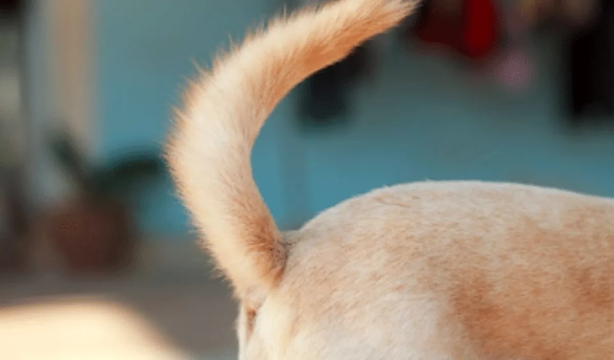 Stud Tail In Dogs Causes Symptoms Treatment The Goldens Club Stud Tail In Dogs Causes Symptoms Treatment The Goldens Club