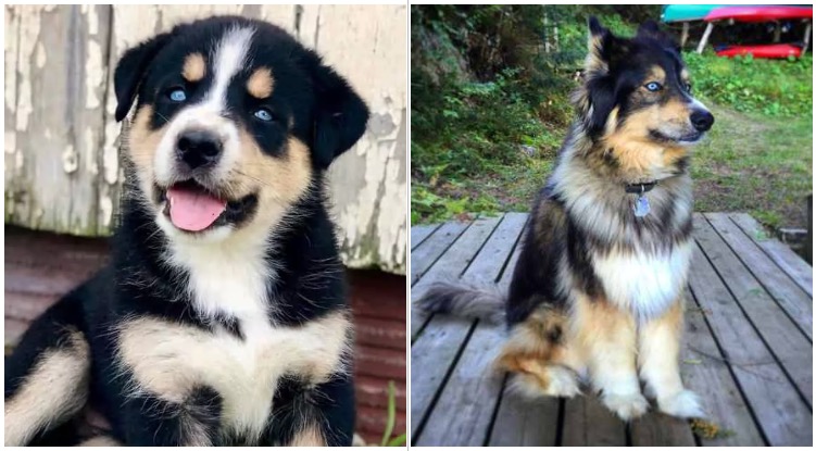 Two absolutely adorable and cute Bernese Mountain Dog Husky Mix puppies