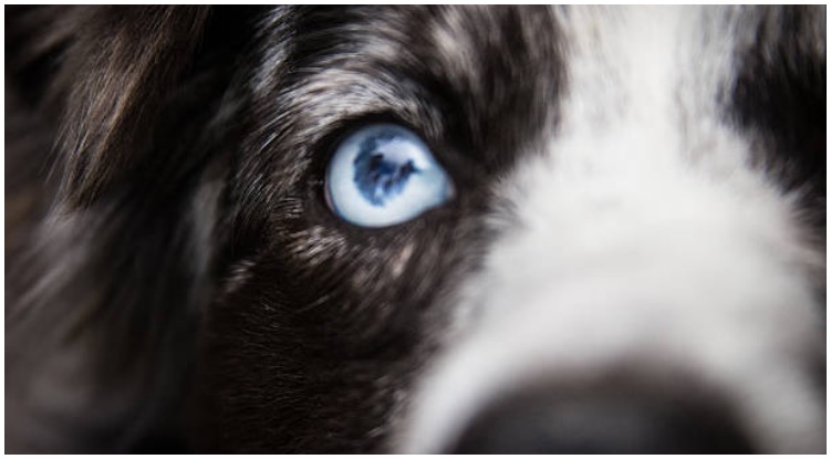 Owner kf a strikingly beautiful dog wonders about blue eyed dog names