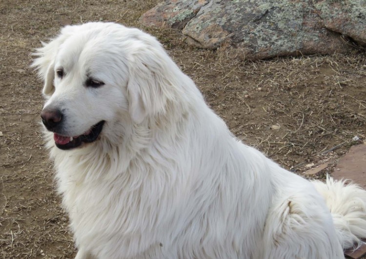 colorado mountain dog
