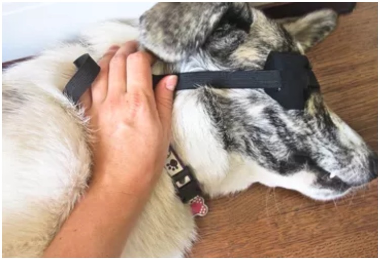 Eye patch around the head of the canine