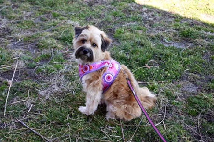 personalized dog harness