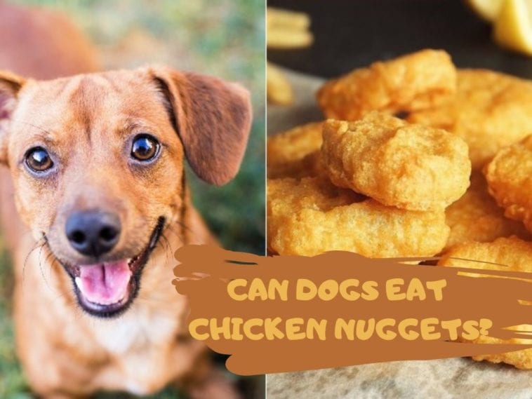 Can dogs eat chicken nuggets? Golden Retriever Club
