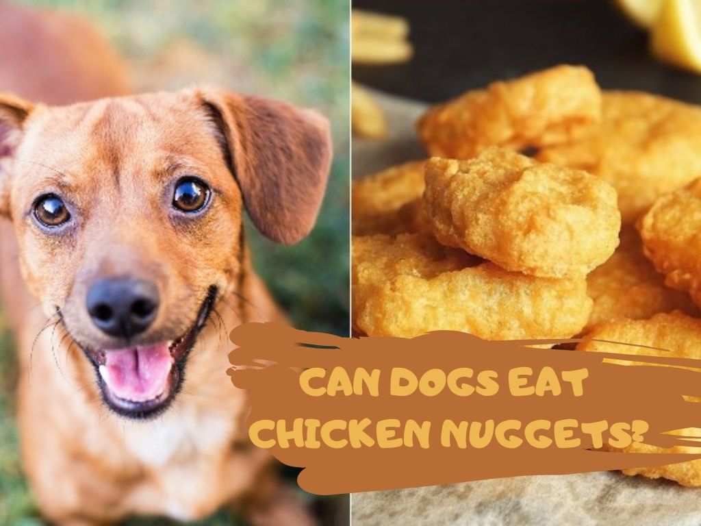 Can dogs eat chicken nuggets?