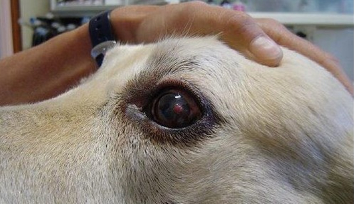 Dog Eye Ulcer