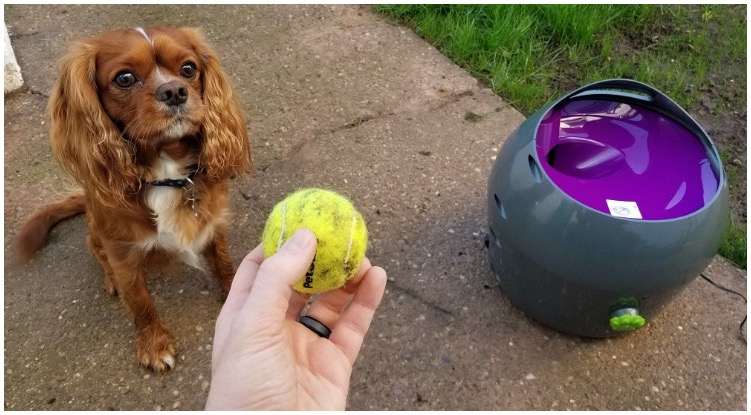 Dog owner wanting to play with his canine and their dog ball launcher
