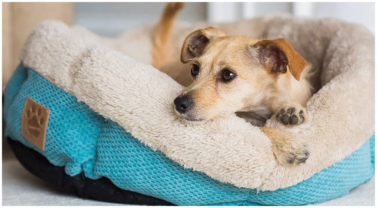 Dog owner wondering about all of the dog bed amazon finds out there