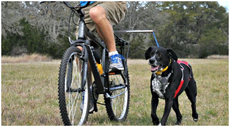 Owner biking around with his cute canine and their dog bike attachment