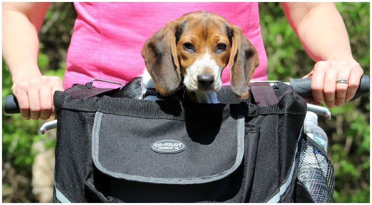 Dog Carrier For Bike: Amazon Finds