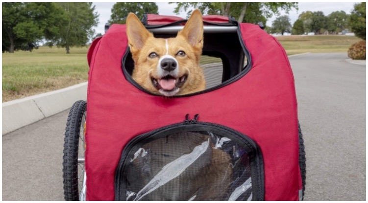 Dog smiling from ear to ear while riding in his owners dog bike trailer