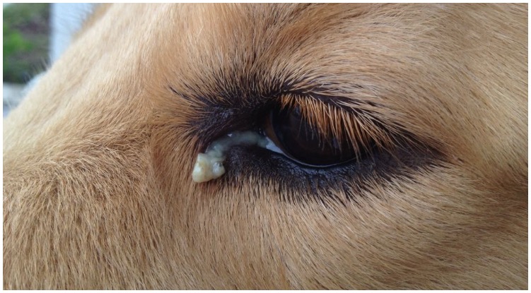 Dog owner wondering about the weird dog eye goop coming from his eye
