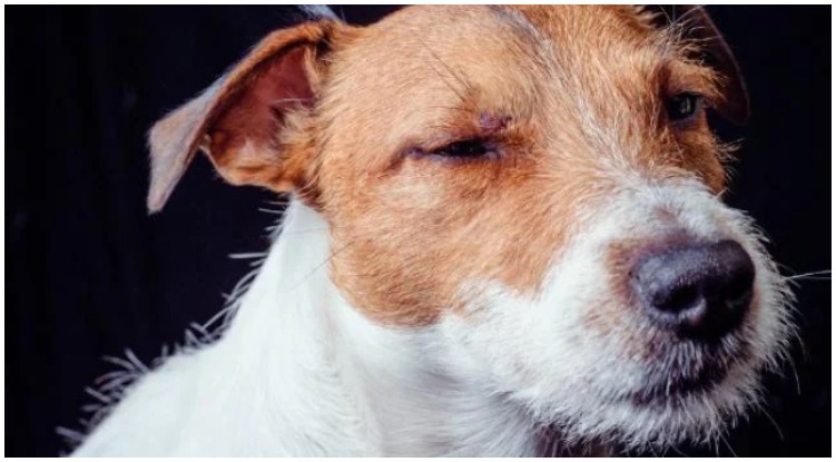 Dog Eye Injury: Causes And Treatments