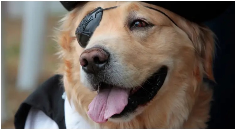 Golden retriever wearing a fancy dog eye patch