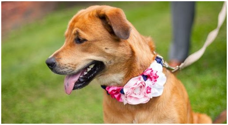 Dog owner hand made the most adorable flower dog collar